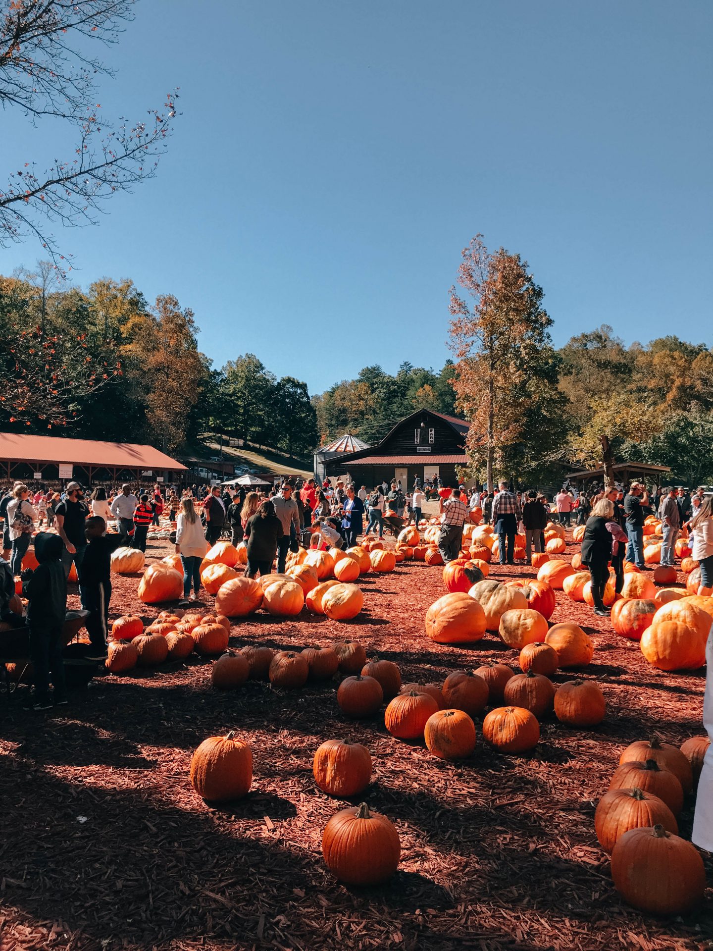 My Favorite Things To Do In Georgia During Fall